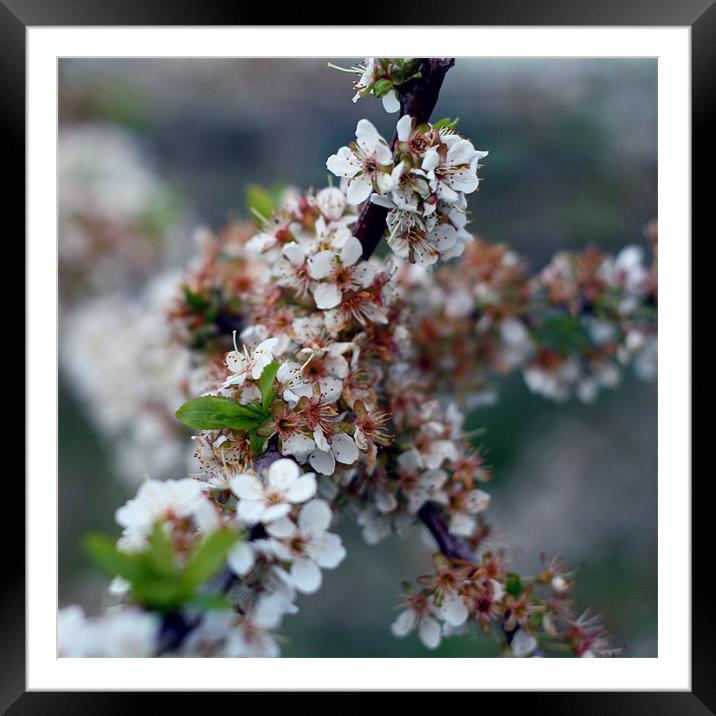 Spring Framed Mounted Print by Dave Livsey