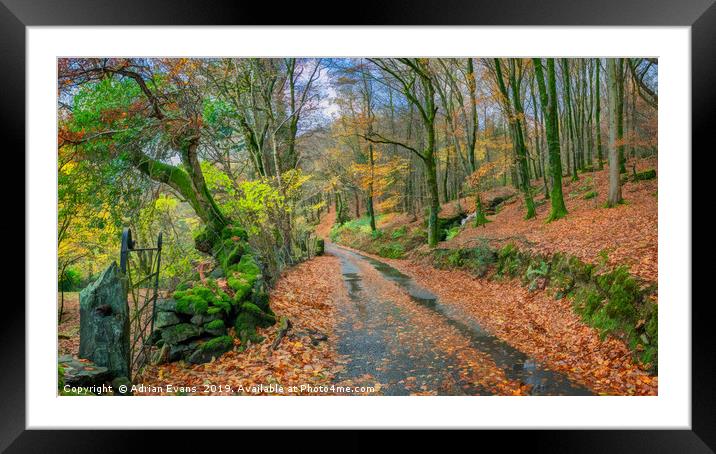 Autumn Forest Snowdonia Framed Mounted Print by Adrian Evans