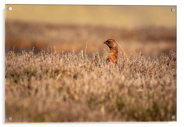 Red grouse  (Lagopus lagopus)           Acrylic by chris smith