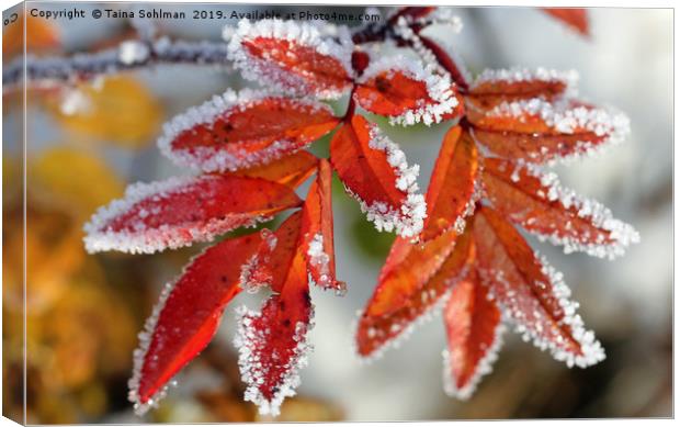 Frost on Rose Leaves Canvas Print by Taina Sohlman