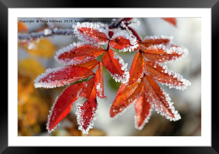 Frost on Rose Leaves Framed Mounted Print by Taina Sohlman