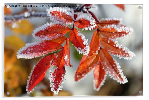 Frost on Rose Leaves Acrylic by Taina Sohlman