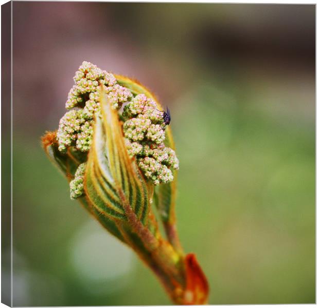 Bud Canvas Print by Dave Livsey
