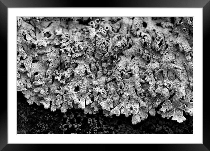Abstract of Arctoparmelia centrifuga lichen Framed Mounted Print by Taina Sohlman