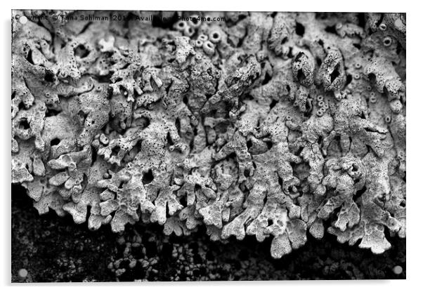 Abstract of Arctoparmelia centrifuga lichen Acrylic by Taina Sohlman