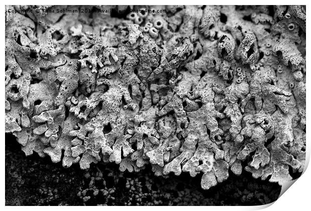 Abstract of Arctoparmelia centrifuga lichen Print by Taina Sohlman