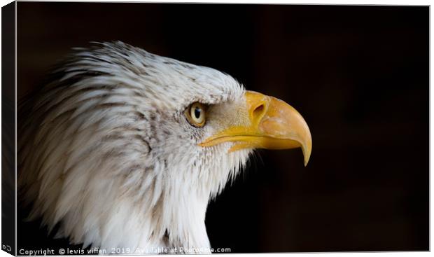Staring Eagle Canvas Print by Lewis Wiffen