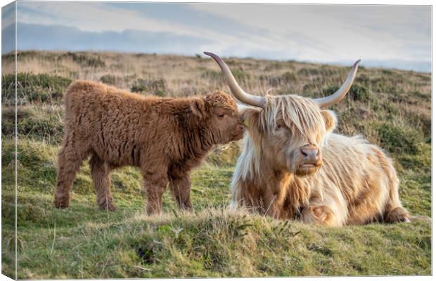 Highland calf with his mother Canvas Print by Images of Devon