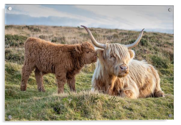 Highland calf with his mother Acrylic by Images of Devon