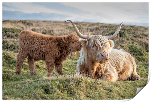 Highland calf with his mother Print by Images of Devon