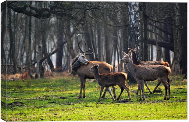 Deer Family Canvas Print by Donna Collett