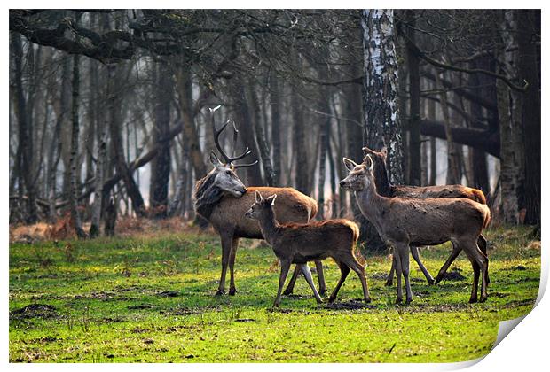 Deer Family Print by Donna Collett