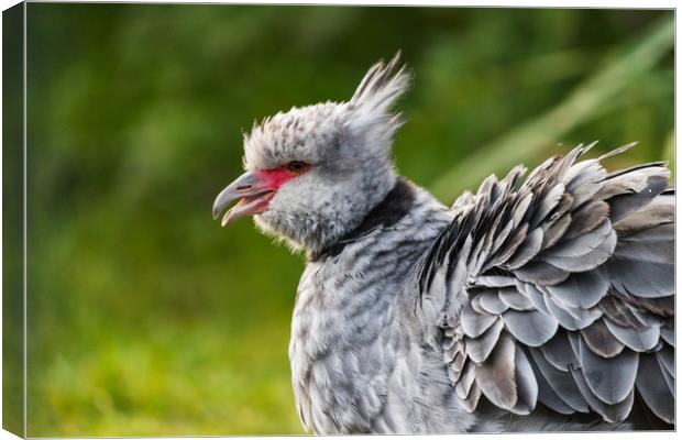 Crested screamer with its beak open Canvas Print by Jason Wells