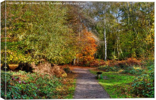 The Beech Trail Epping  Canvas Print by Diana Mower