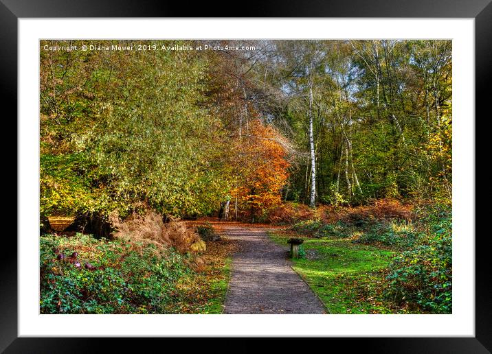 The Beech Trail Epping  Framed Mounted Print by Diana Mower