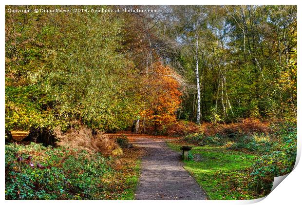 The Beech Trail Epping  Print by Diana Mower