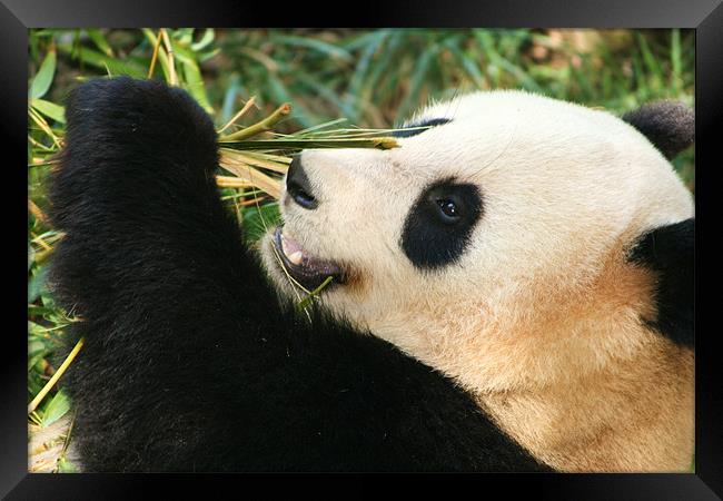 Giant Panda Framed Print by David Gardener