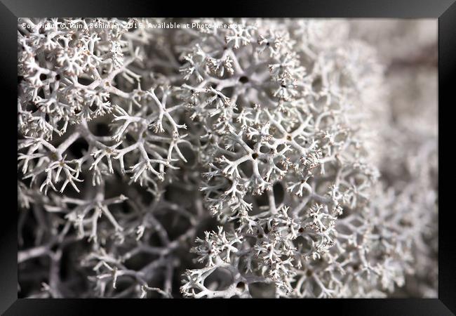 Cladonia stellaris Lichen Framed Print by Taina Sohlman