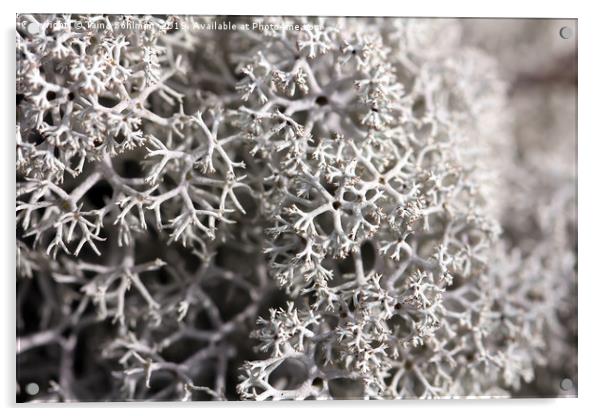 Cladonia stellaris Lichen Acrylic by Taina Sohlman