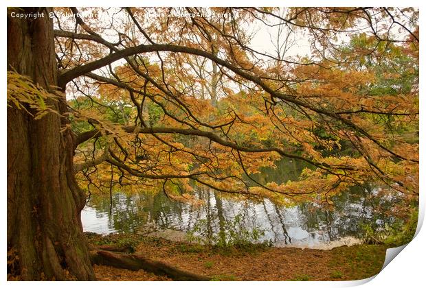  Autumn Colour Print by Robert Murray