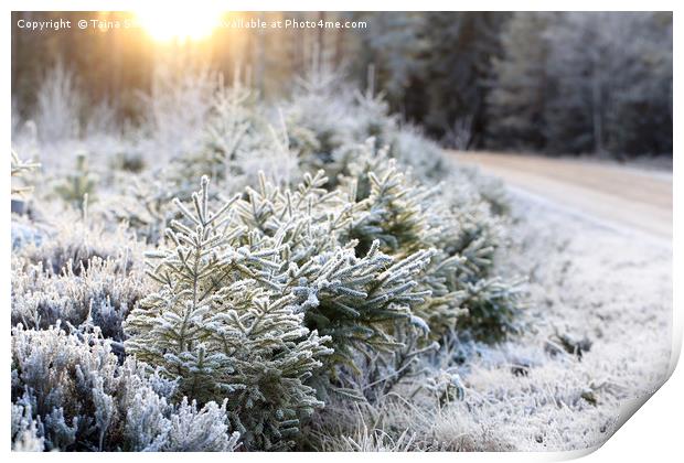 Frosted Forest and Winter Sun Print by Taina Sohlman