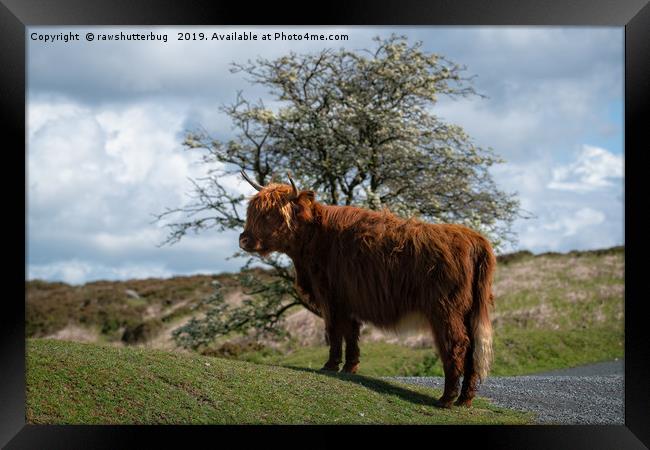 Highland Cow At Dartmoor National Park Framed Print by rawshutterbug 