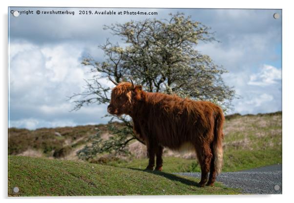 Highland Cow At Dartmoor National Park Acrylic by rawshutterbug 
