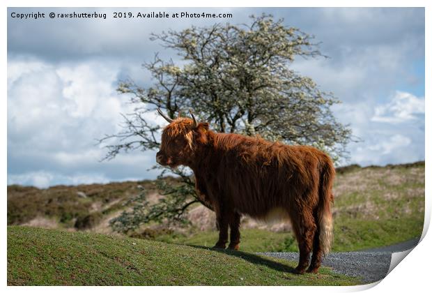 Highland Cow At Dartmoor National Park Print by rawshutterbug 