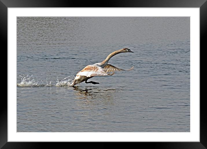 Take Off Framed Mounted Print by Donna Collett