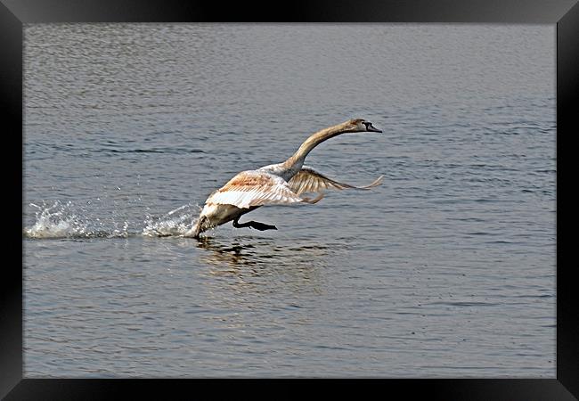 Take Off Framed Print by Donna Collett