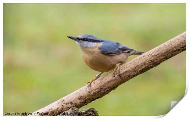 Nuthatch Print by Lewis Wiffen