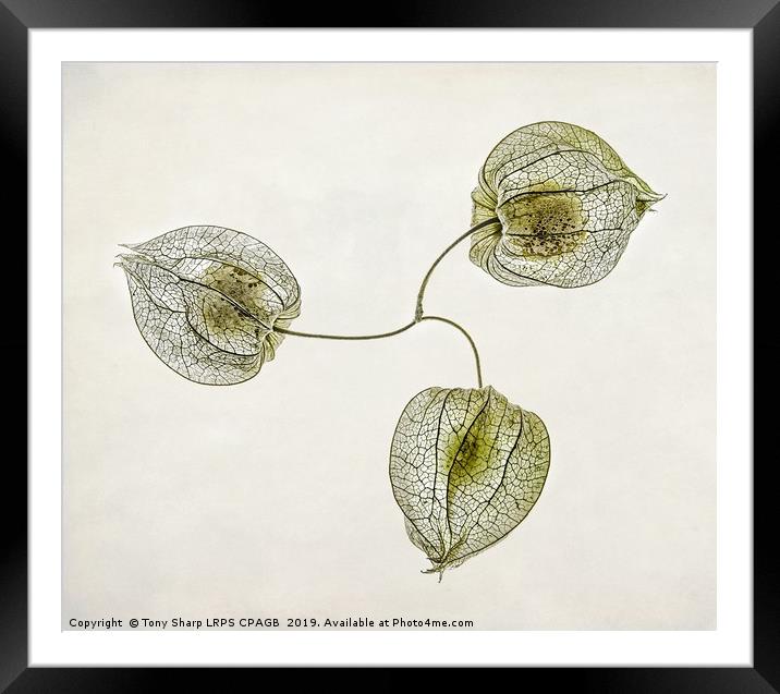 Dried  Chinese Lanterns (Physalis alkekengi) Framed Mounted Print by Tony Sharp LRPS CPAGB