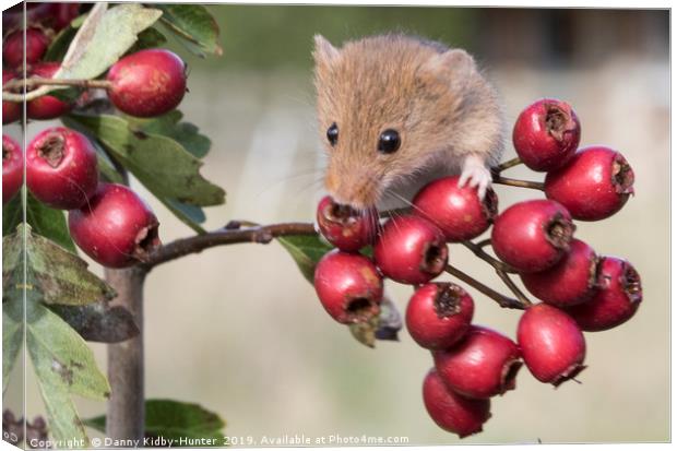 Harvest Mouse on Berries Canvas Print by Danny Kidby-Hunter