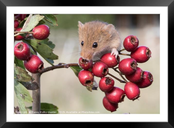 Harvest Mouse on Berries Framed Mounted Print by Danny Kidby-Hunter