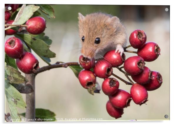 Harvest Mouse on Berries Acrylic by Danny Kidby-Hunter
