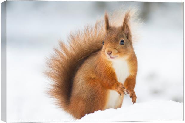 Red Squirrel in Snow Canvas Print by Danny Kidby-Hunter
