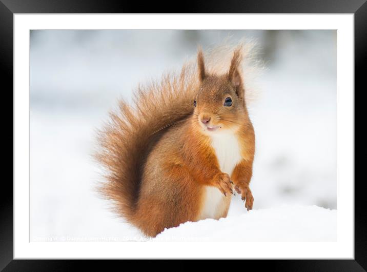 Red Squirrel in Snow Framed Mounted Print by Danny Kidby-Hunter