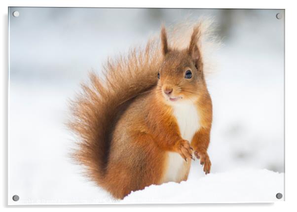 Red Squirrel in Snow Acrylic by Danny Kidby-Hunter