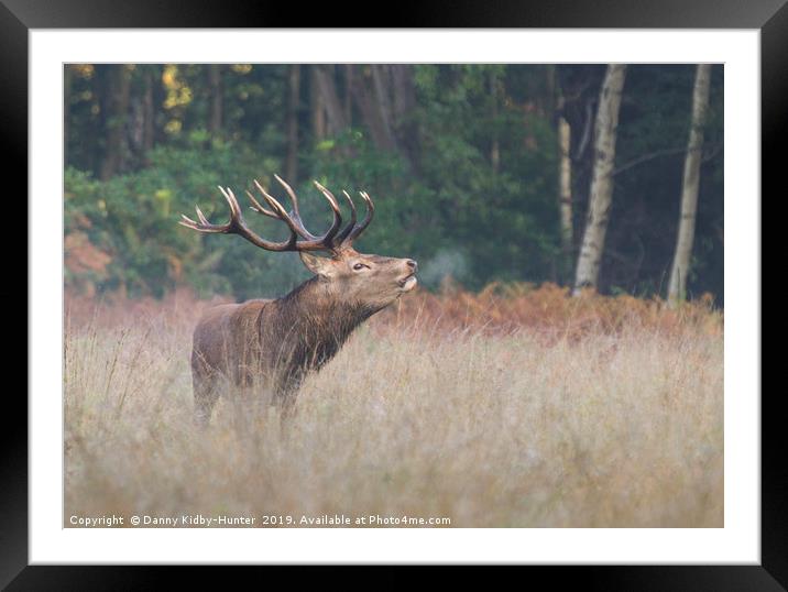 Red Stag Bellowing Framed Mounted Print by Danny Kidby-Hunter