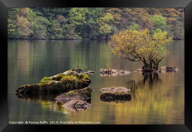 Tree In The Loch Framed Print by Ronnie Reffin