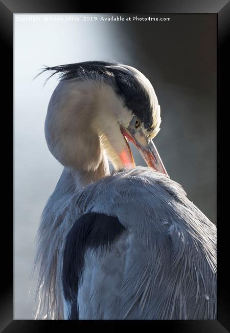 Backlit grey heron Framed Print by Kevin White