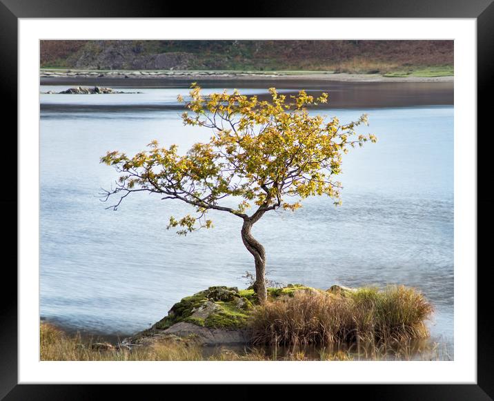 The lone tree Framed Mounted Print by David McCulloch
