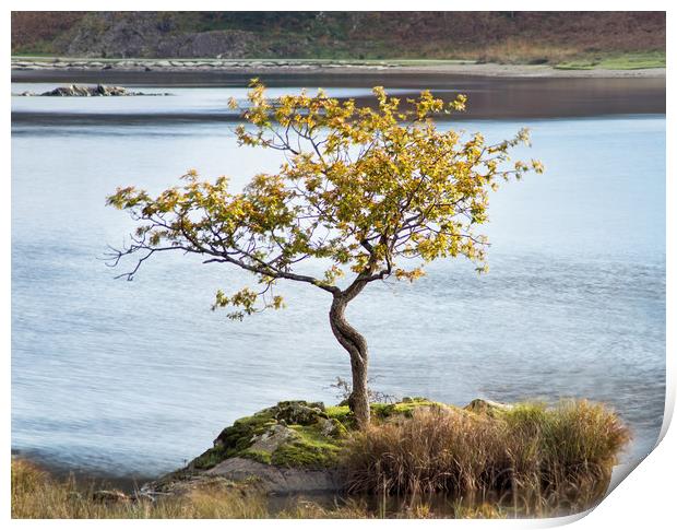 The lone tree Print by David McCulloch