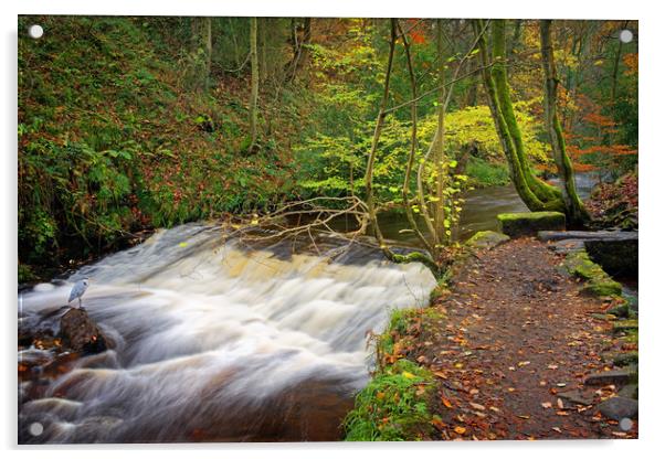 Heron at Rivelin Falls                             Acrylic by Darren Galpin