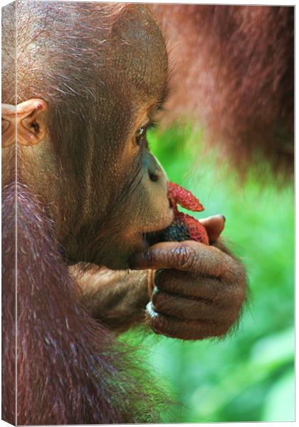Baby Orangutan Canvas Print by David Gardener