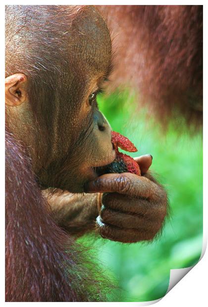 Baby Orangutan Print by David Gardener