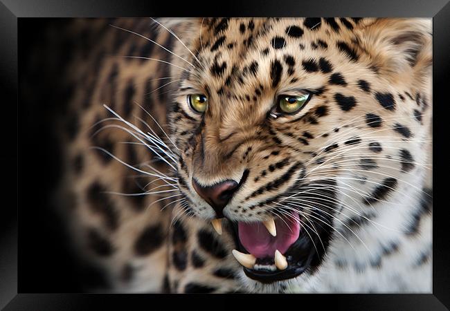 Amur leopard Framed Print by Simon Wrigglesworth