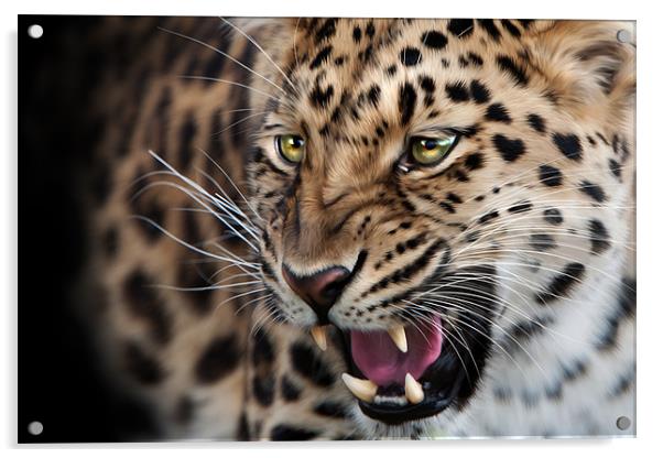 Amur leopard Acrylic by Simon Wrigglesworth