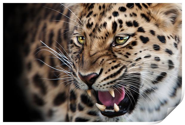 Amur leopard Print by Simon Wrigglesworth