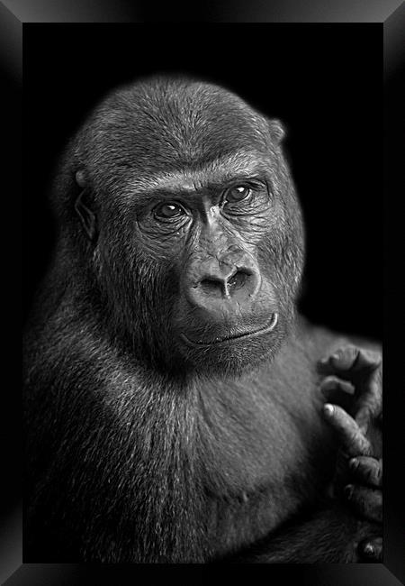Gorilla Lope Portrait Framed Print by rawshutterbug 